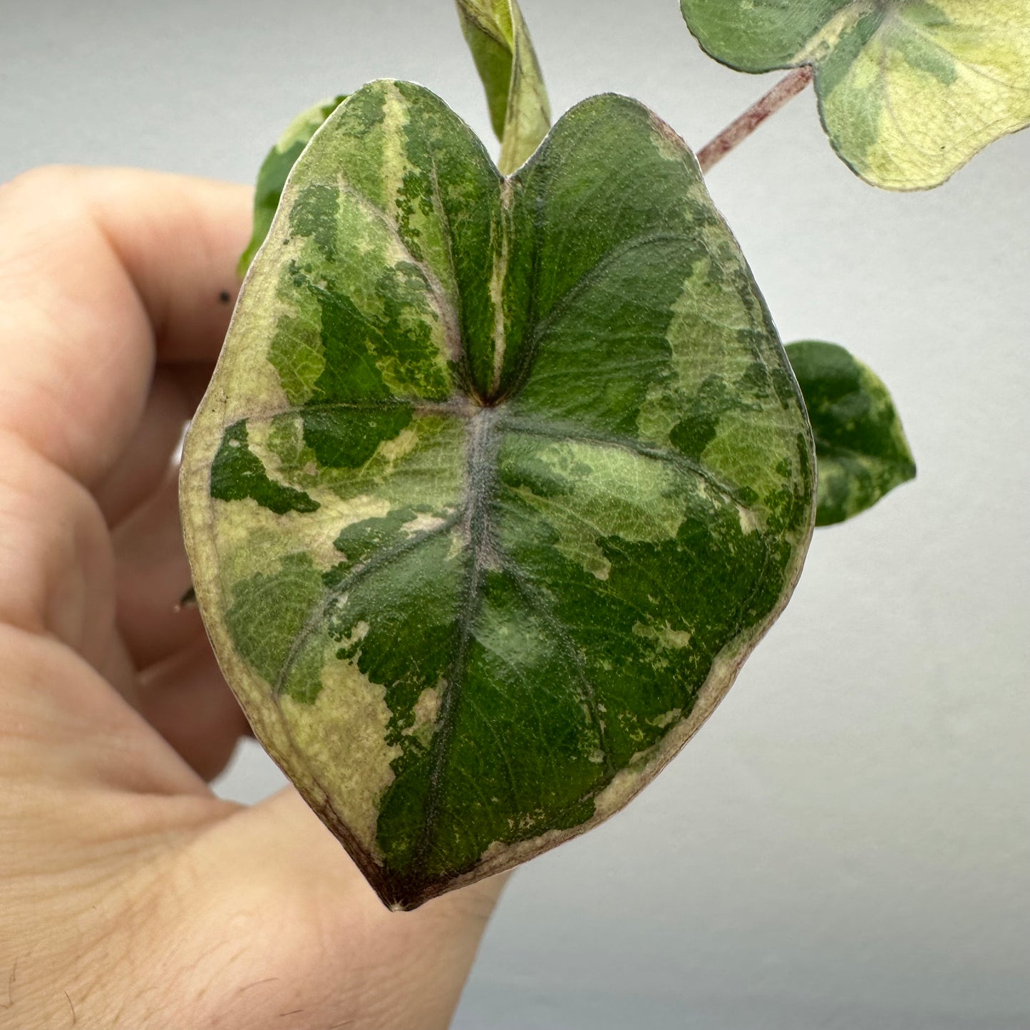 Alocasia Yucatan Princess Variegated