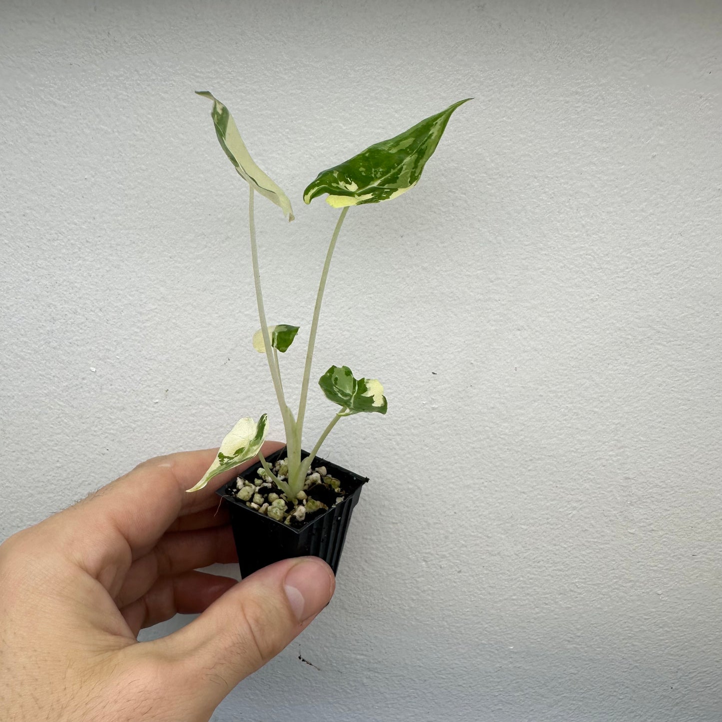 Alocasia Sarian Albo Variegated