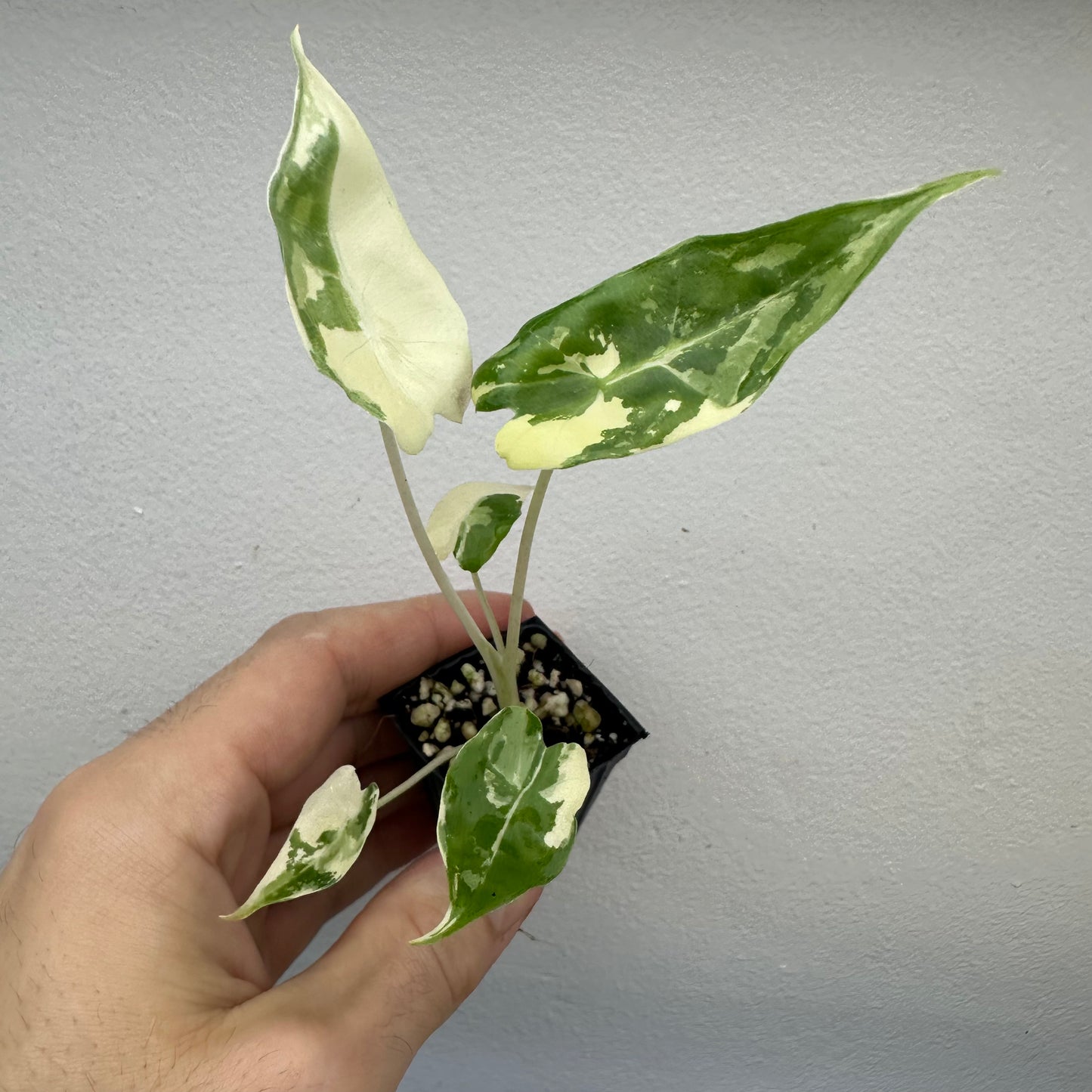 Alocasia Sarian Albo Variegated