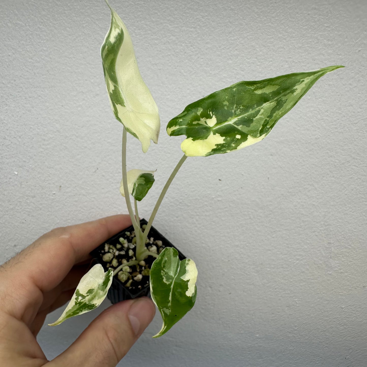 Alocasia Sarian Albo Variegated