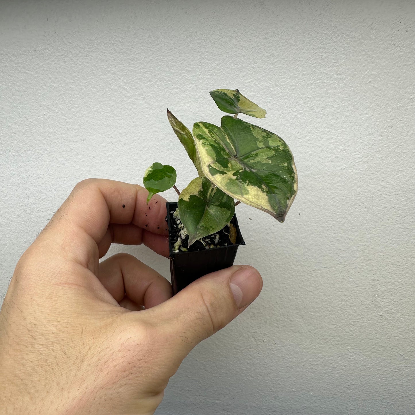 Alocasia Yucatan Princess Variegated