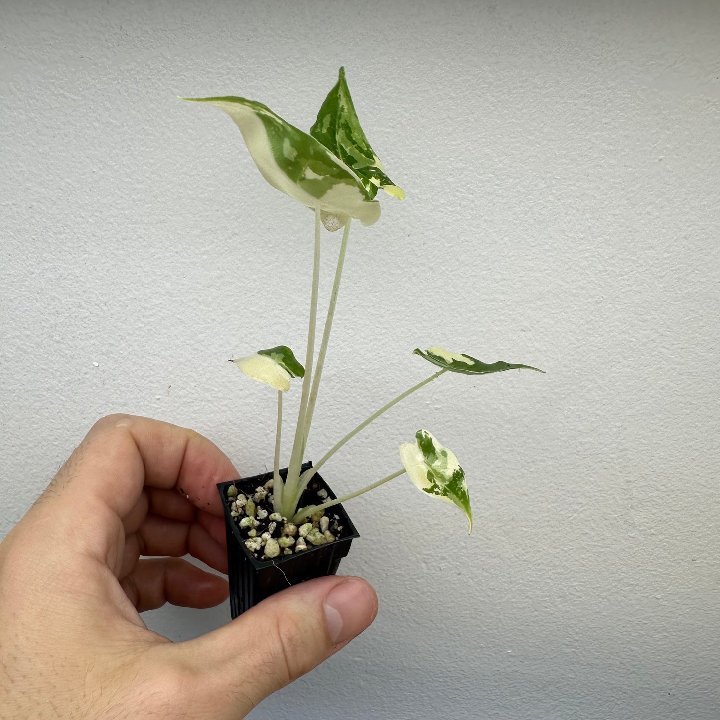 Alocasia Sarian Albo Variegated