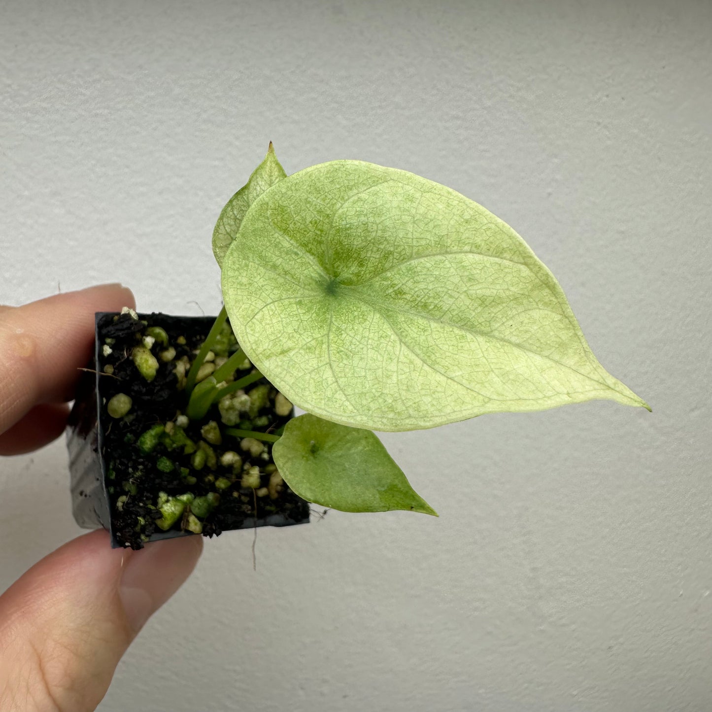 Alocasia Sinuata Full Mint Variegated