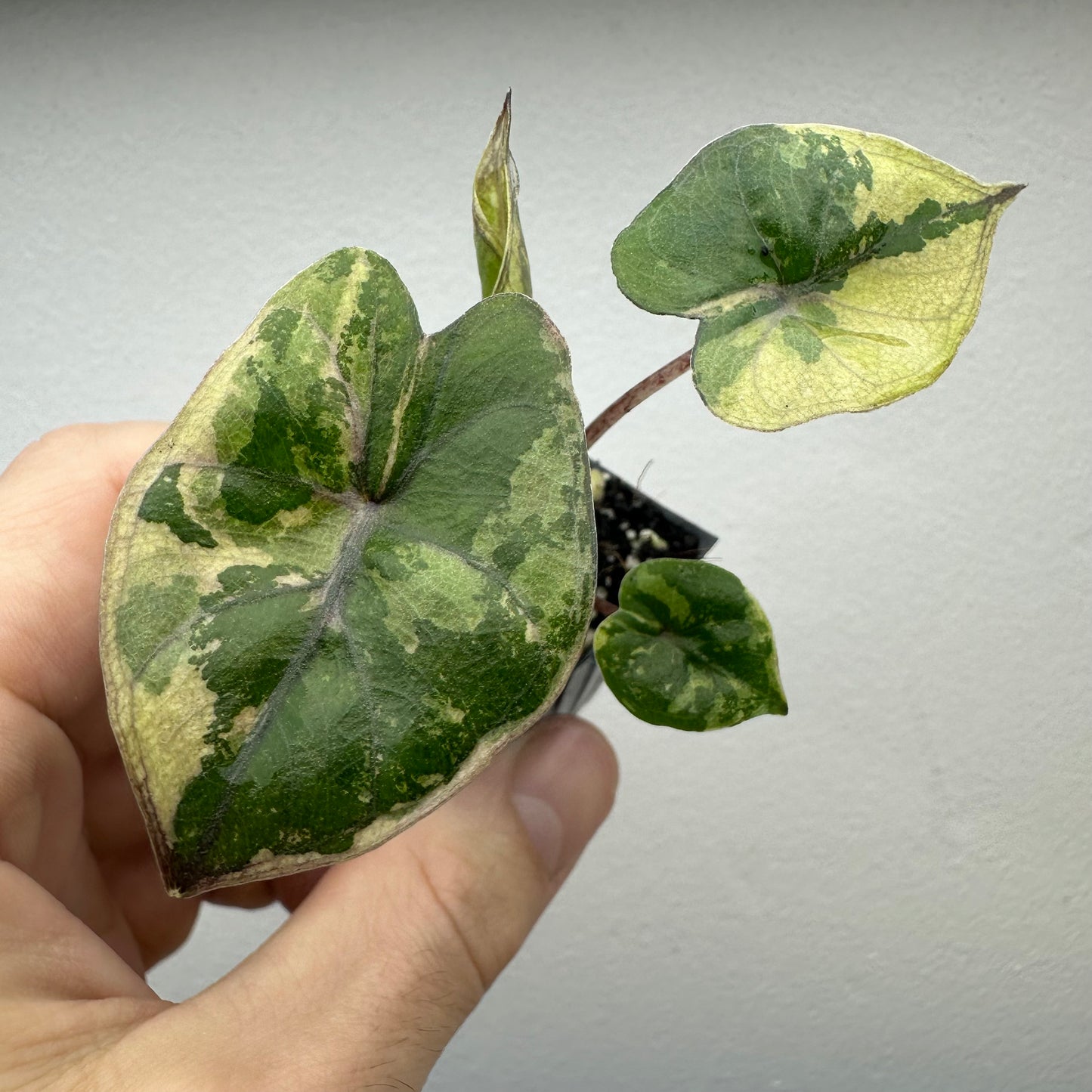 Alocasia Yucatan Princess Variegated