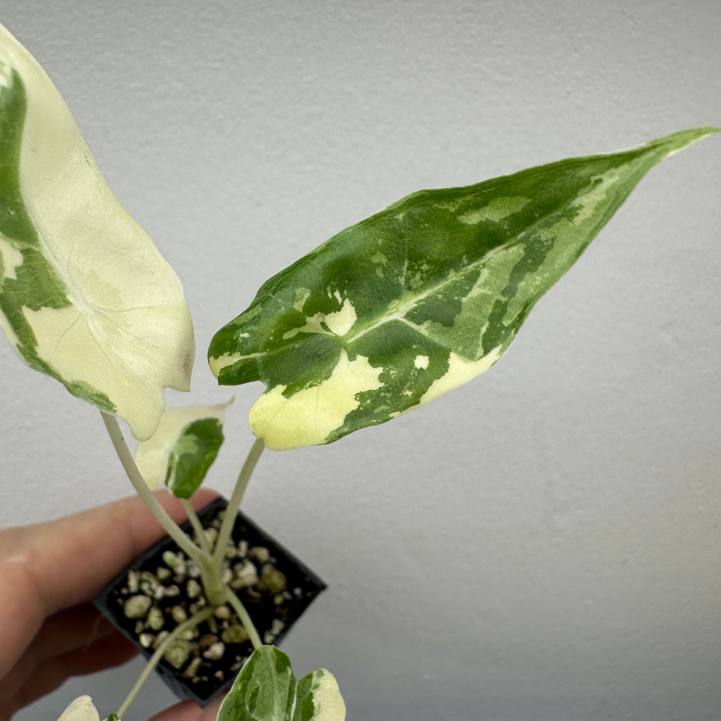 Alocasia Sarian Albo Variegated