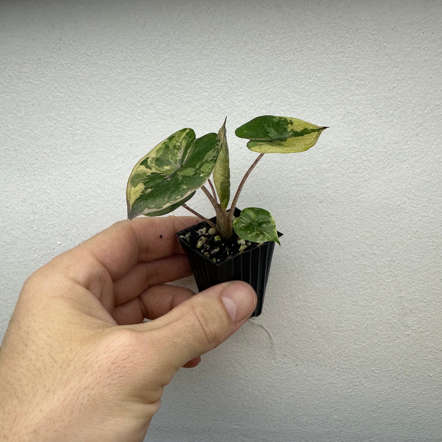 Alocasia Yucatan Princess Variegated