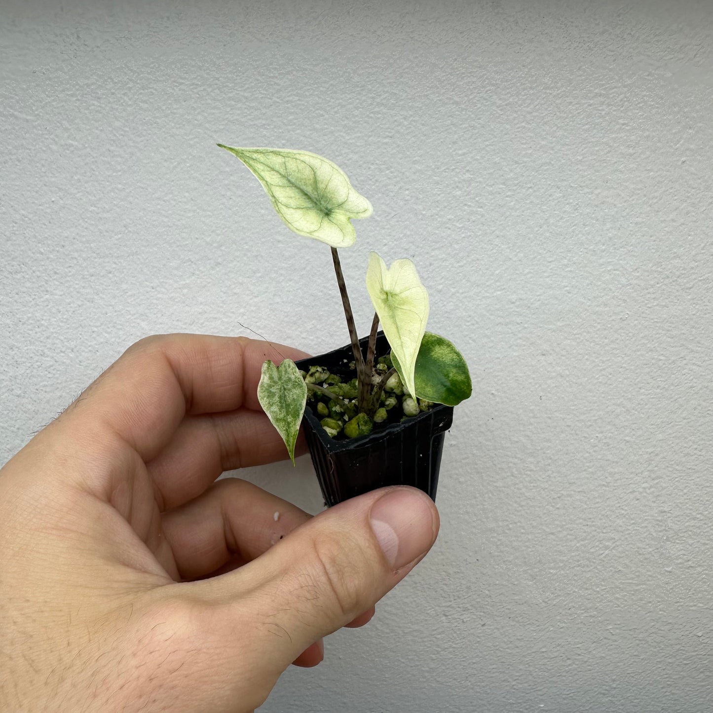 Alocasia Zebrina Mint Variegated