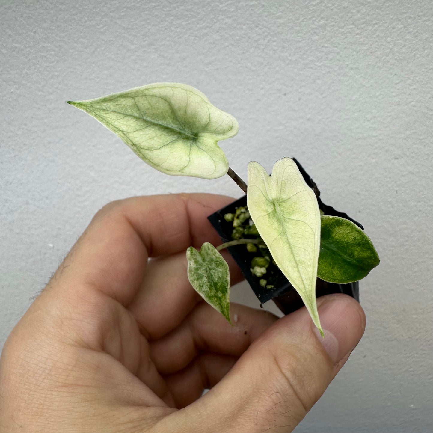 Alocasia Zebrina Mint Variegated