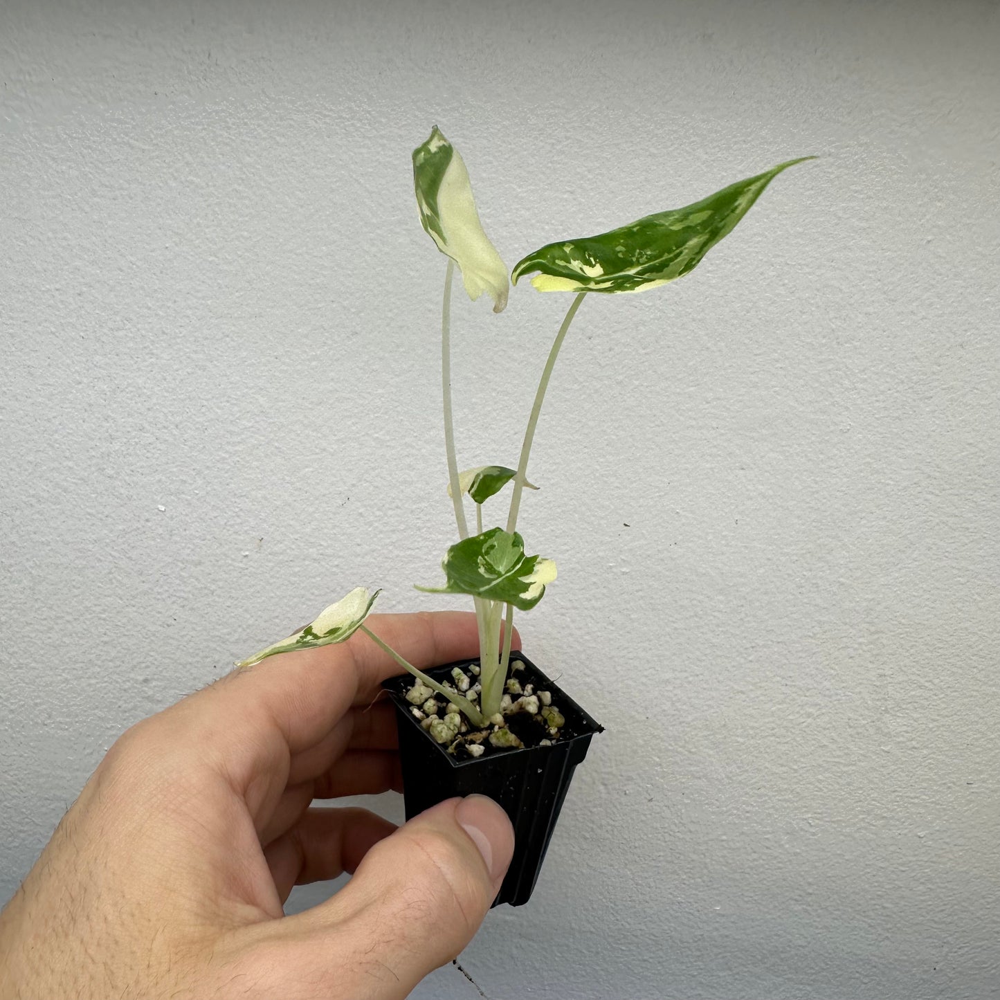 Alocasia Sarian Albo Variegated