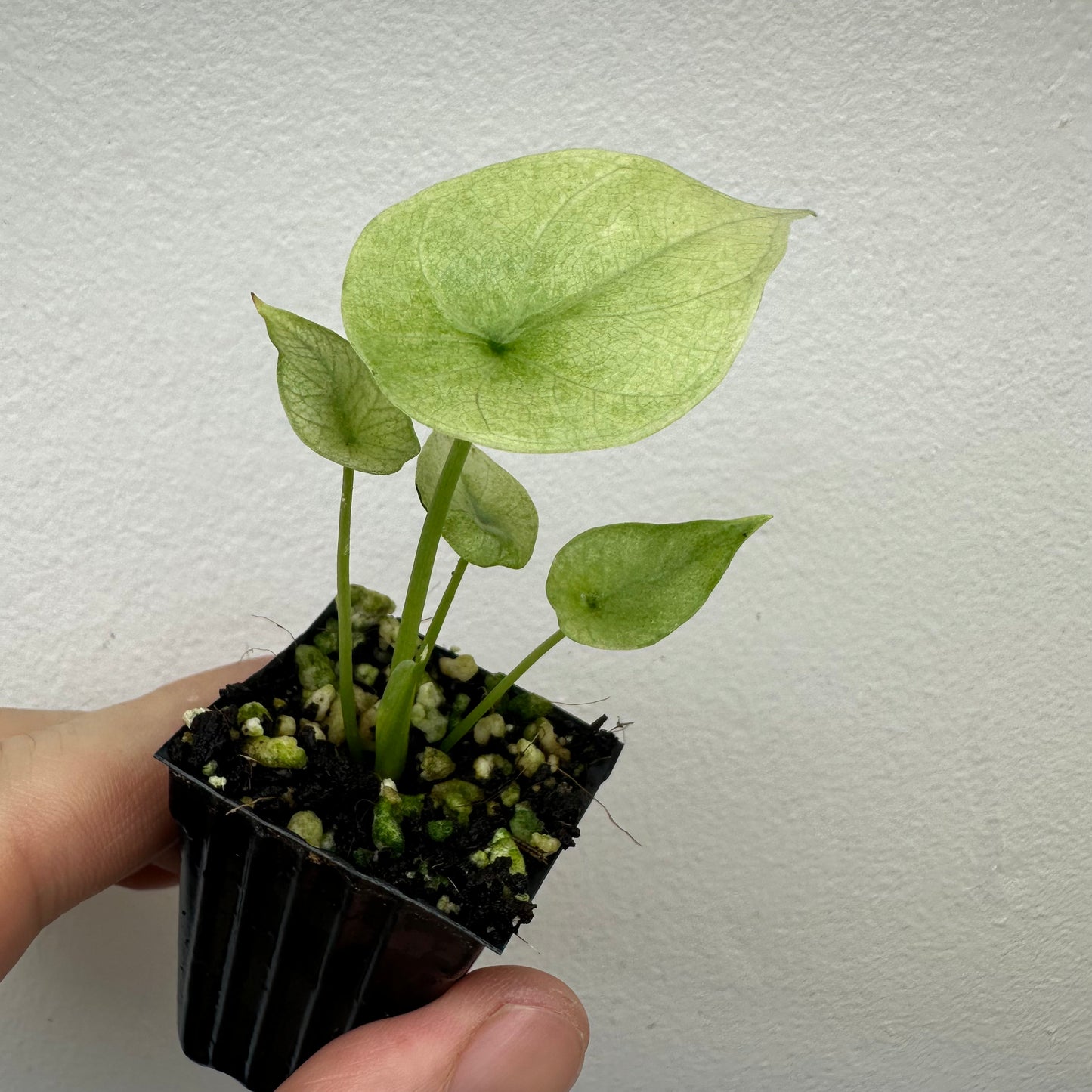 Alocasia Sinuata Full Mint Variegated