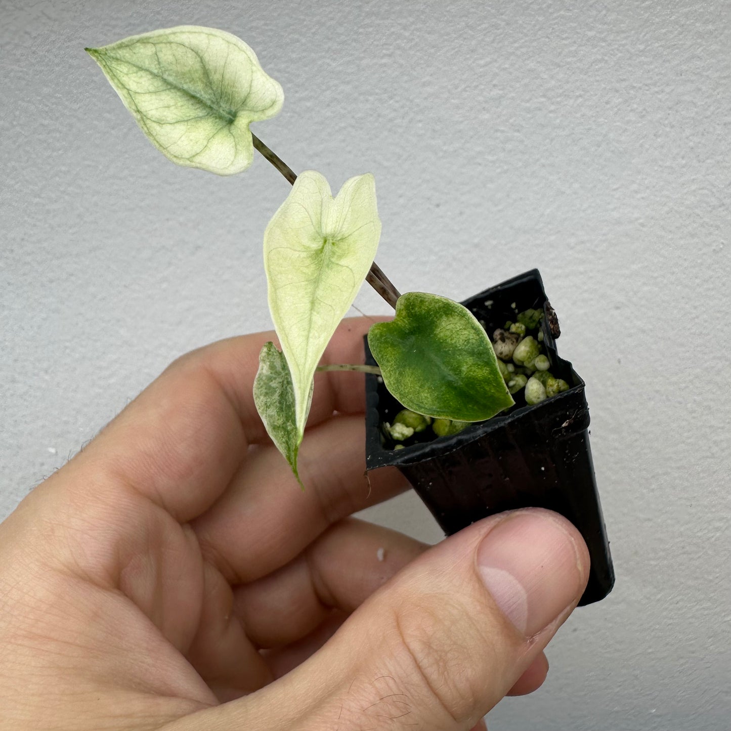 Alocasia Zebrina Mint Variegated