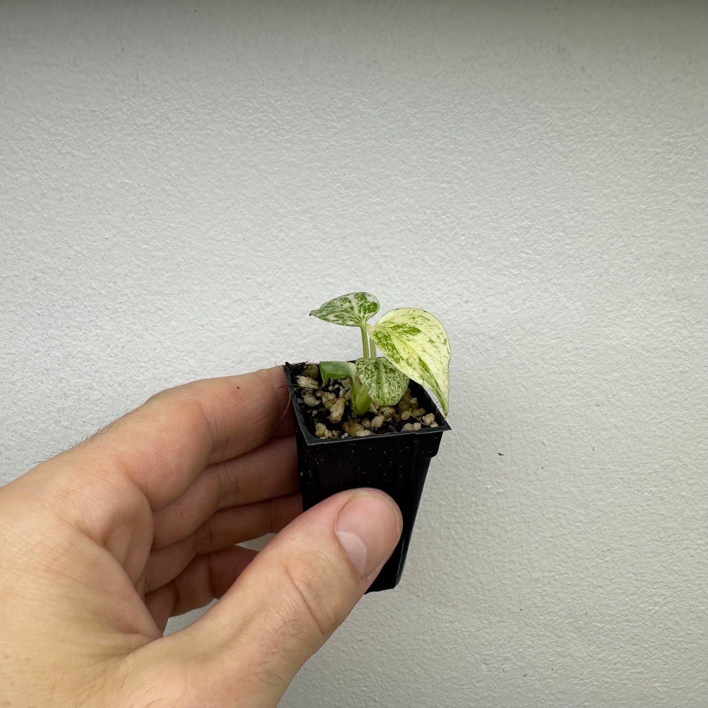 Monstera Deliciosa variegated Mint Variegated