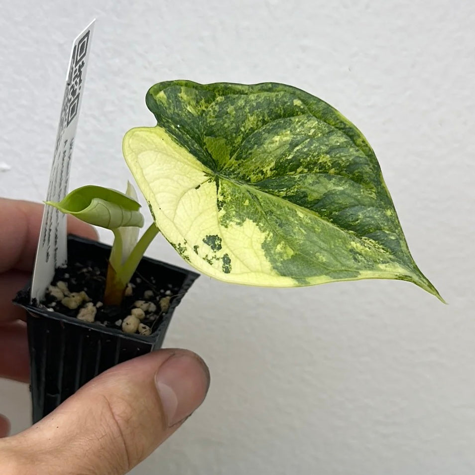 Alocasia dragon scale Aurea Variegated