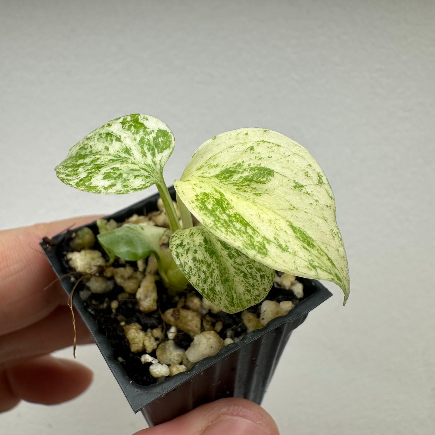 Monstera Deliciosa variegated Mint Variegated