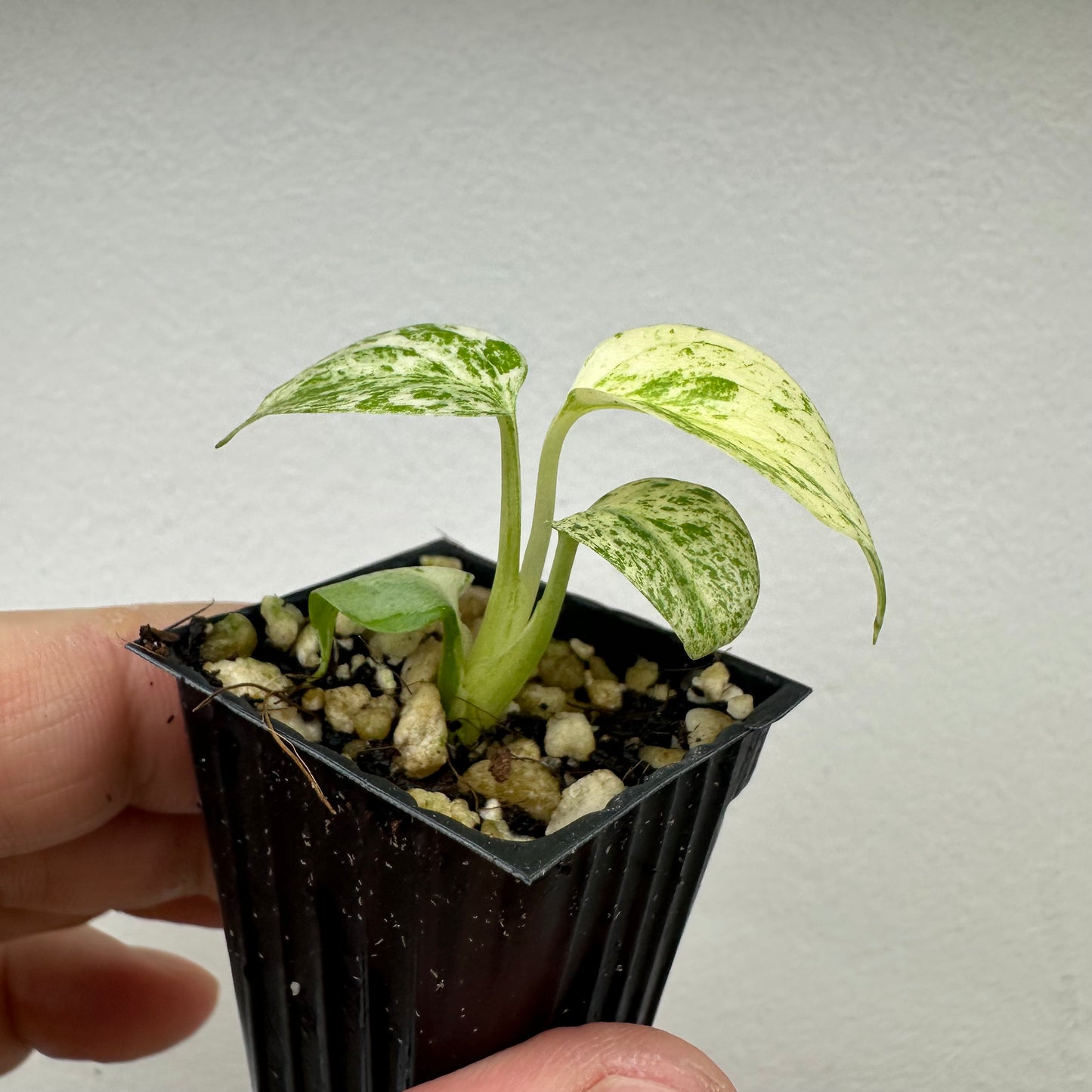 Monstera Deliciosa variegated Mint Variegated