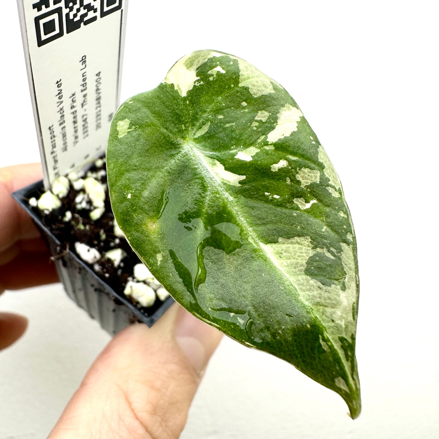 Alocasia Black Velvet Variegata Pink Variegated