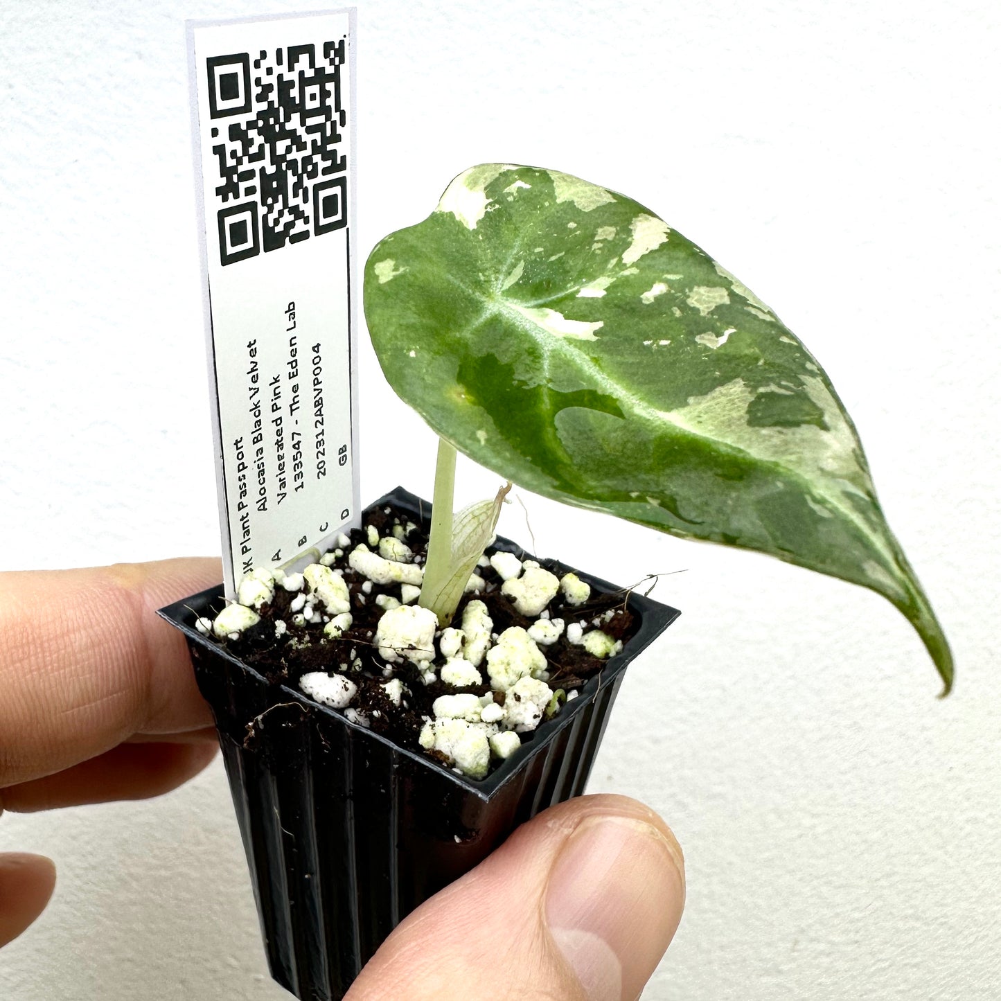 Alocasia Black Velvet Variegata Pink Variegated