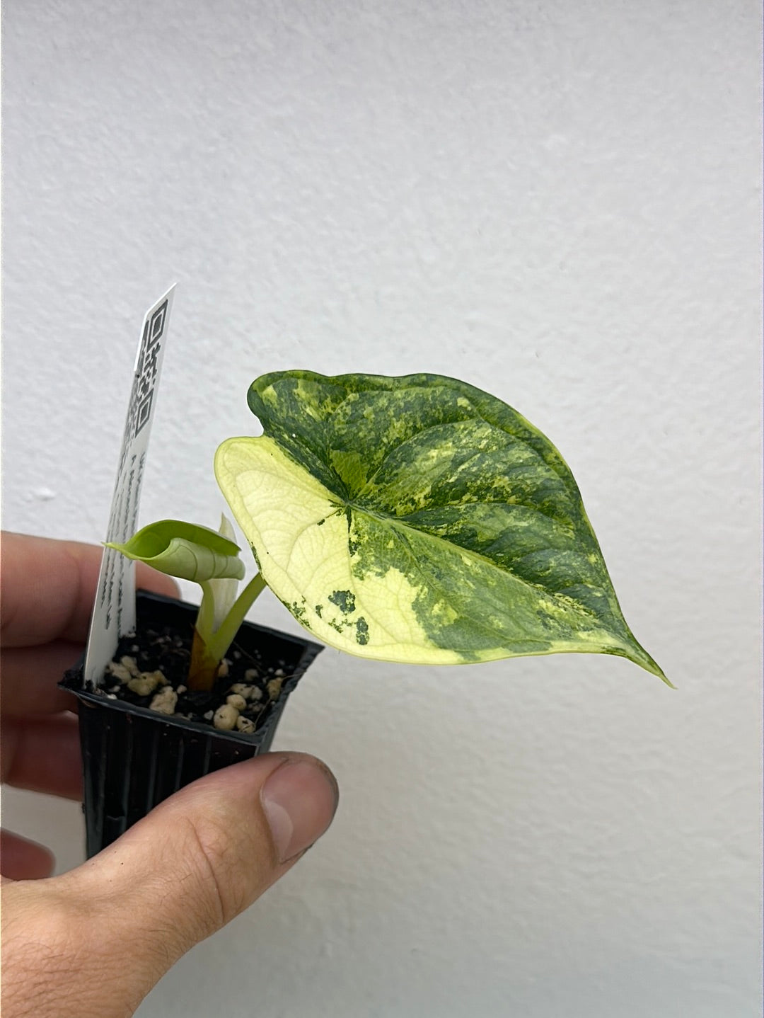 Alocasia dragon scale Aurea Variegated