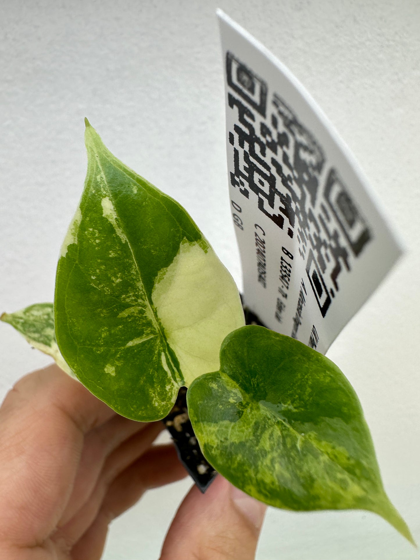 Alocasia Dragon Scale Albo Variegated