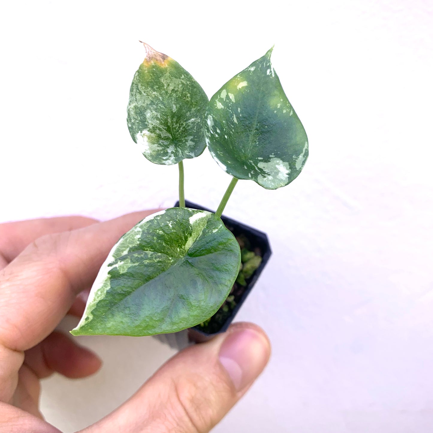 Alocasia Sinuata Albo - Mint Variegated