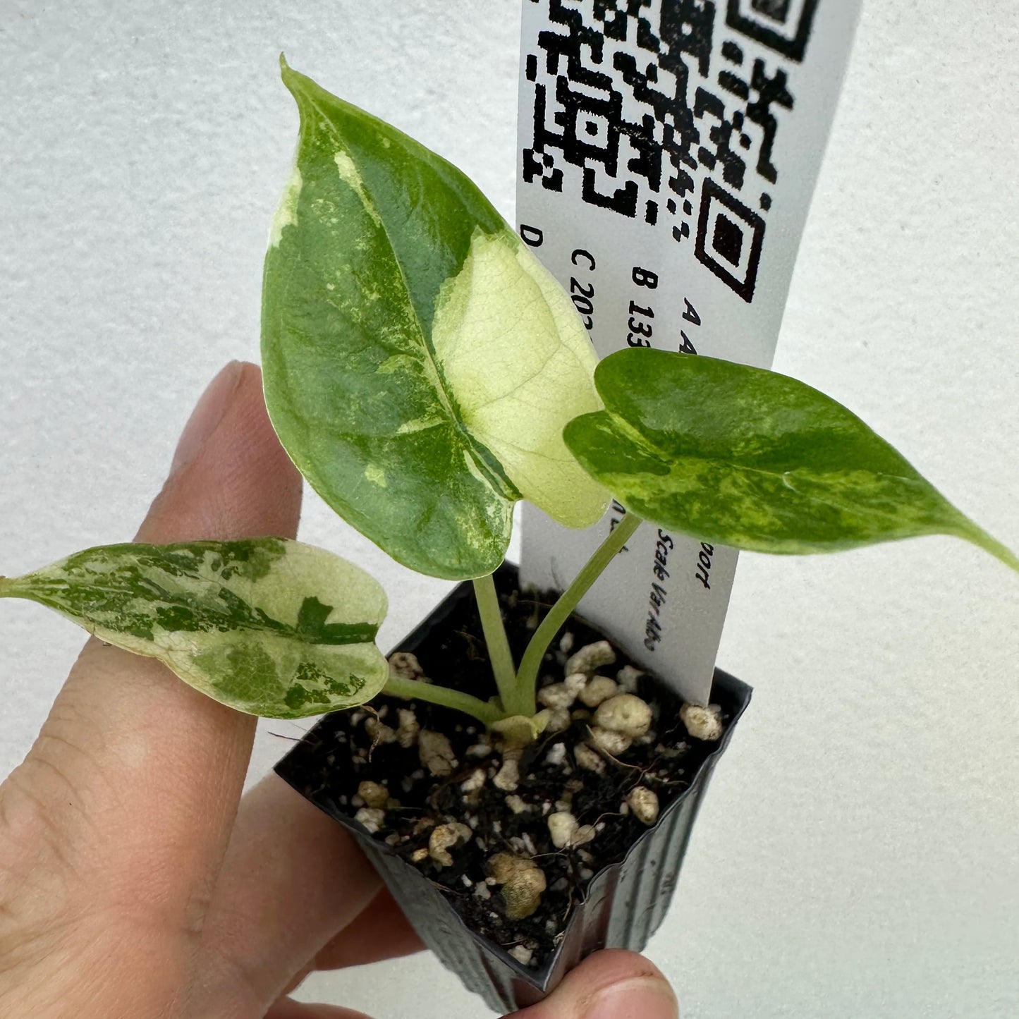 Alocasia Dragon Scale Albo Variegated