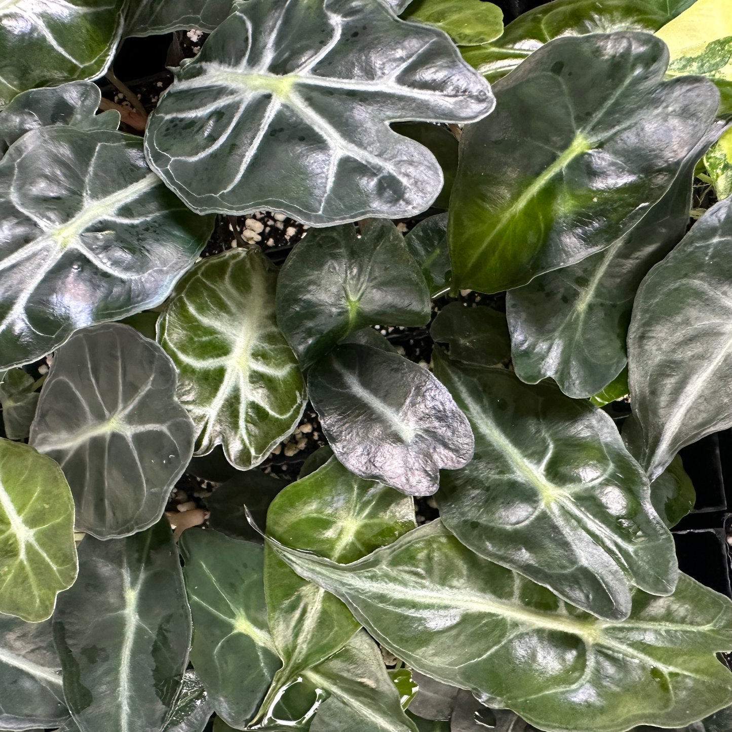 Alocasia Venom