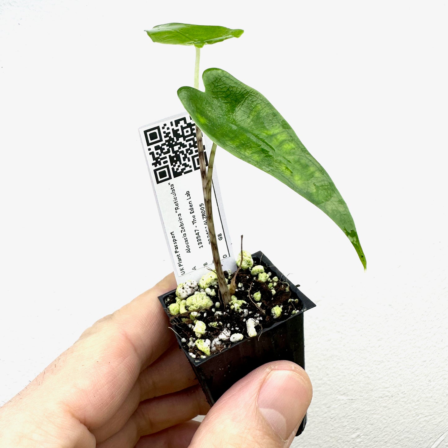 Alocasia Zebrina Reticulata