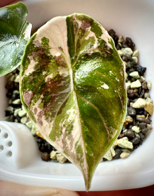 Alocasia Azlanii Variegata