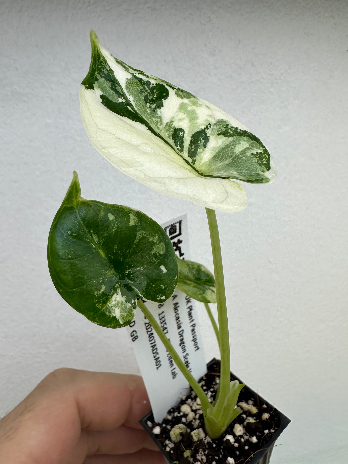 Alocasia Dragon Scale Albo variegated - 07ADSA1