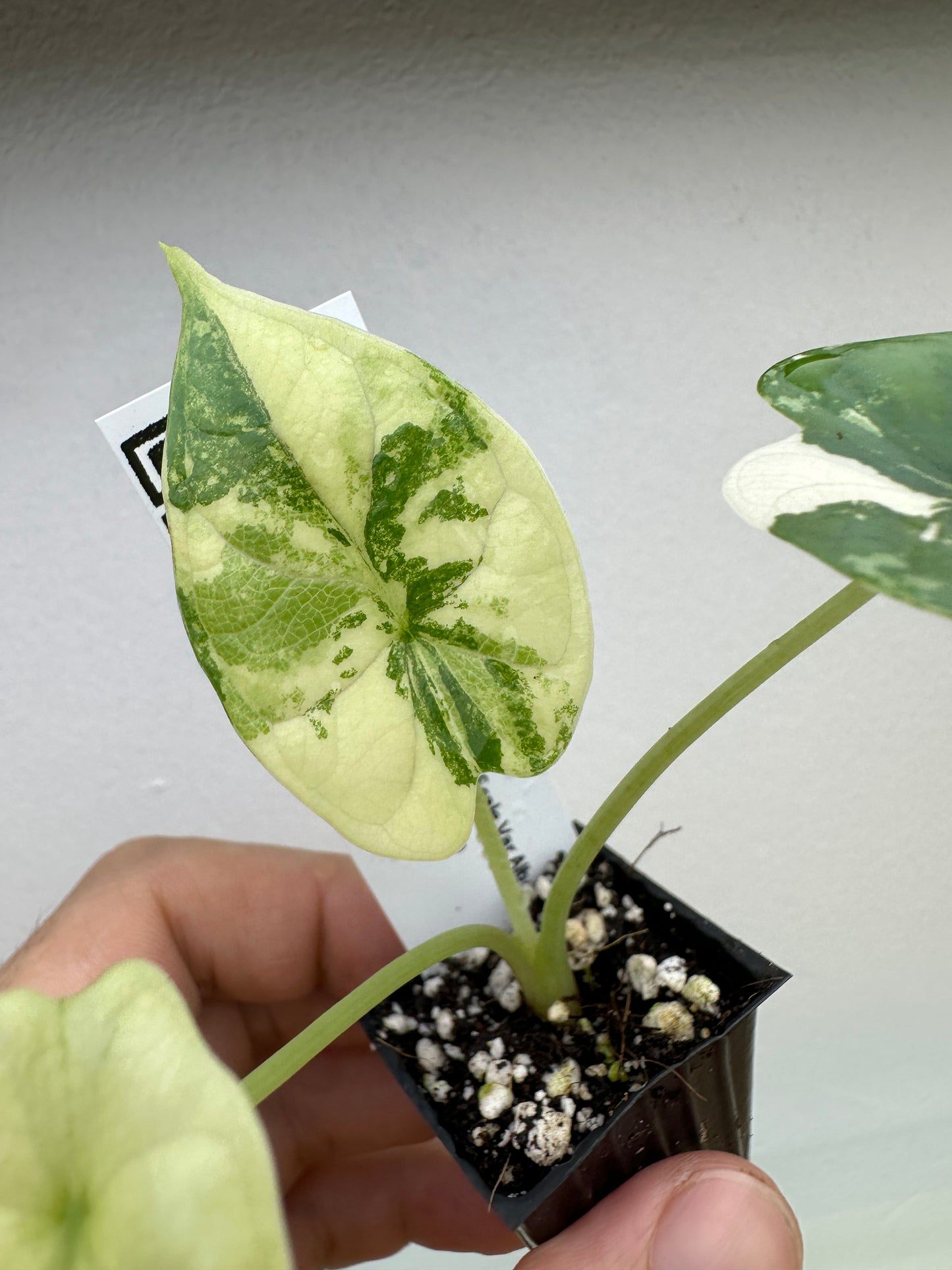 Alocasia Dragon Scale Albo variegated - 06ADSA14