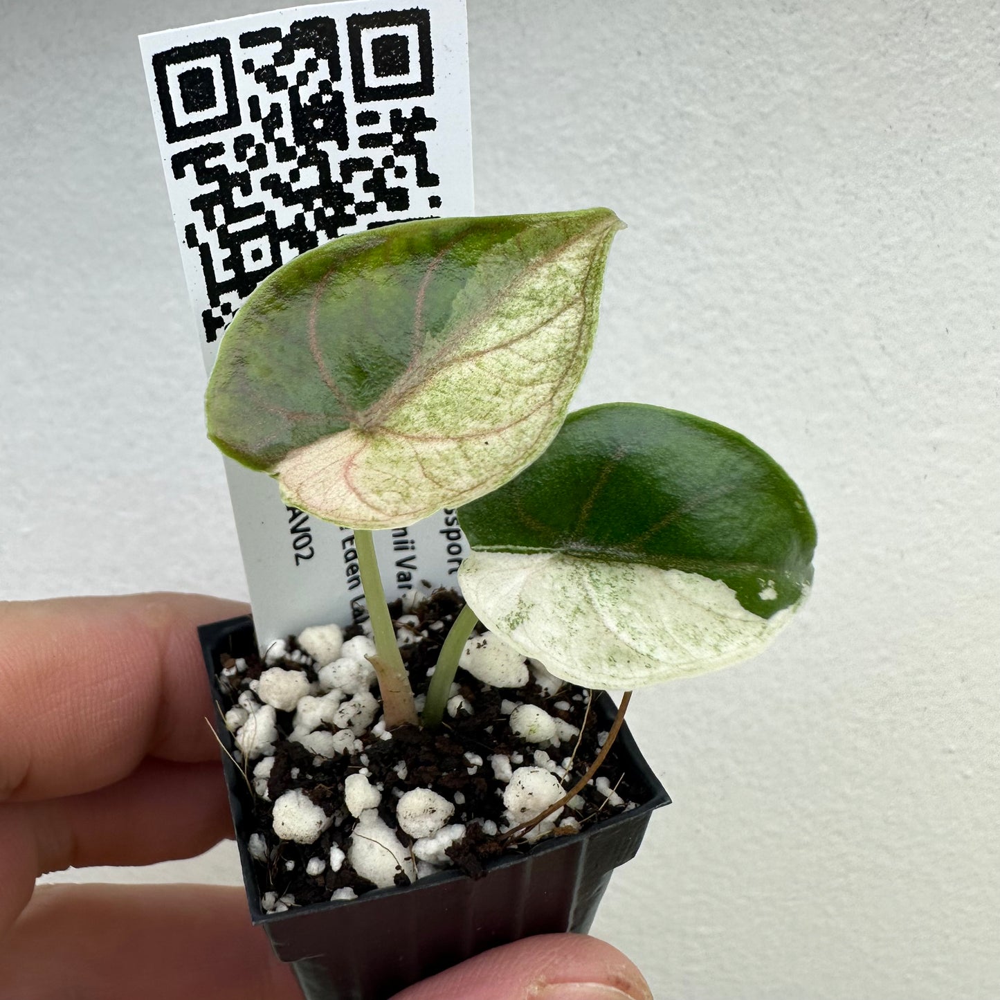 Alocasia Azlanii Variegata