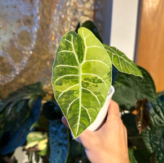 Alocasia Watsoniana doff Velvet Aurea Variegata