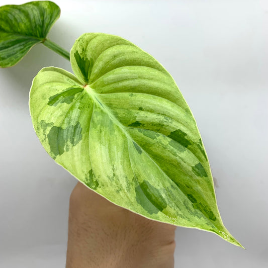 Philodendron Plowmanii Variegata (Peru)