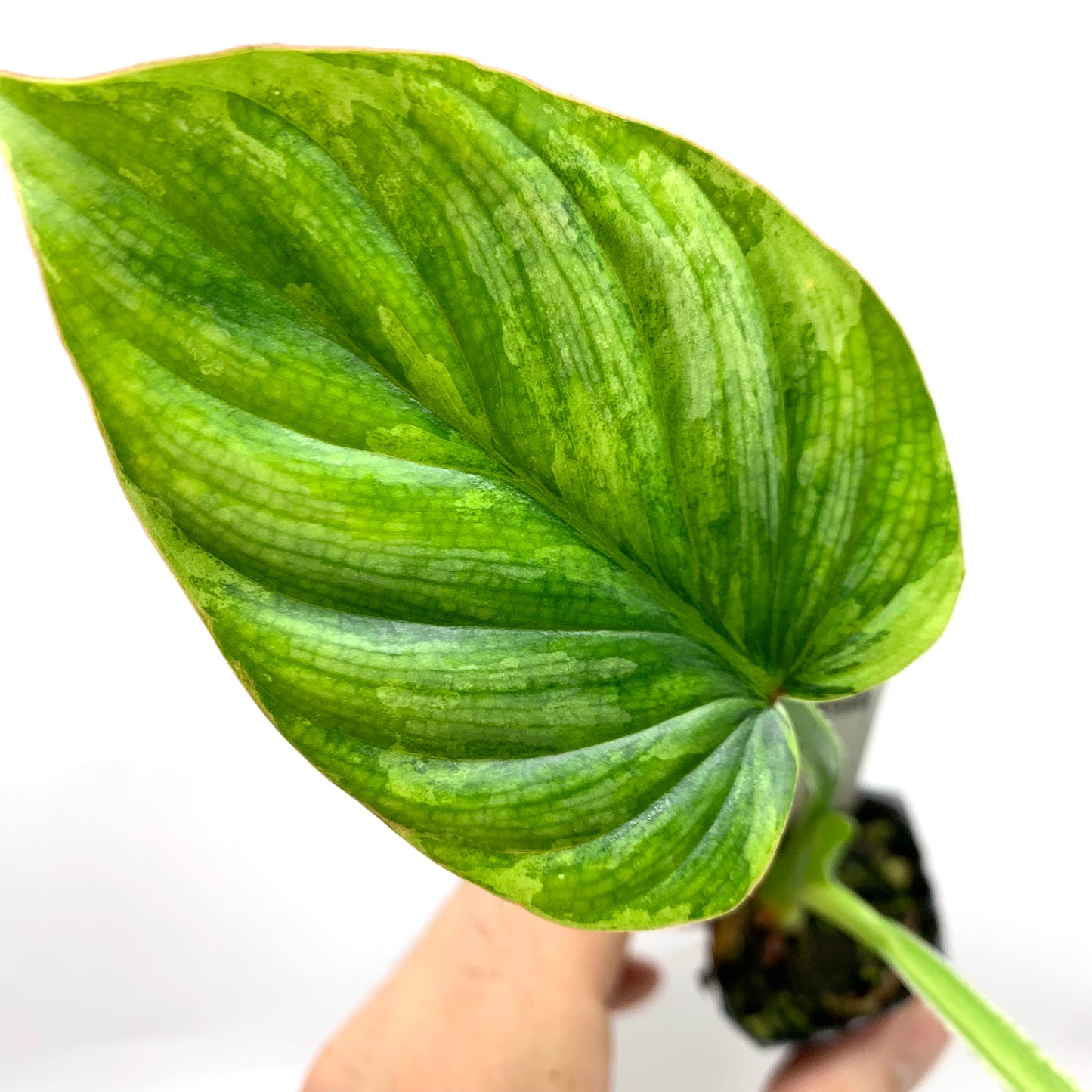 Philodendron Plowmanii Variegata (Peru)