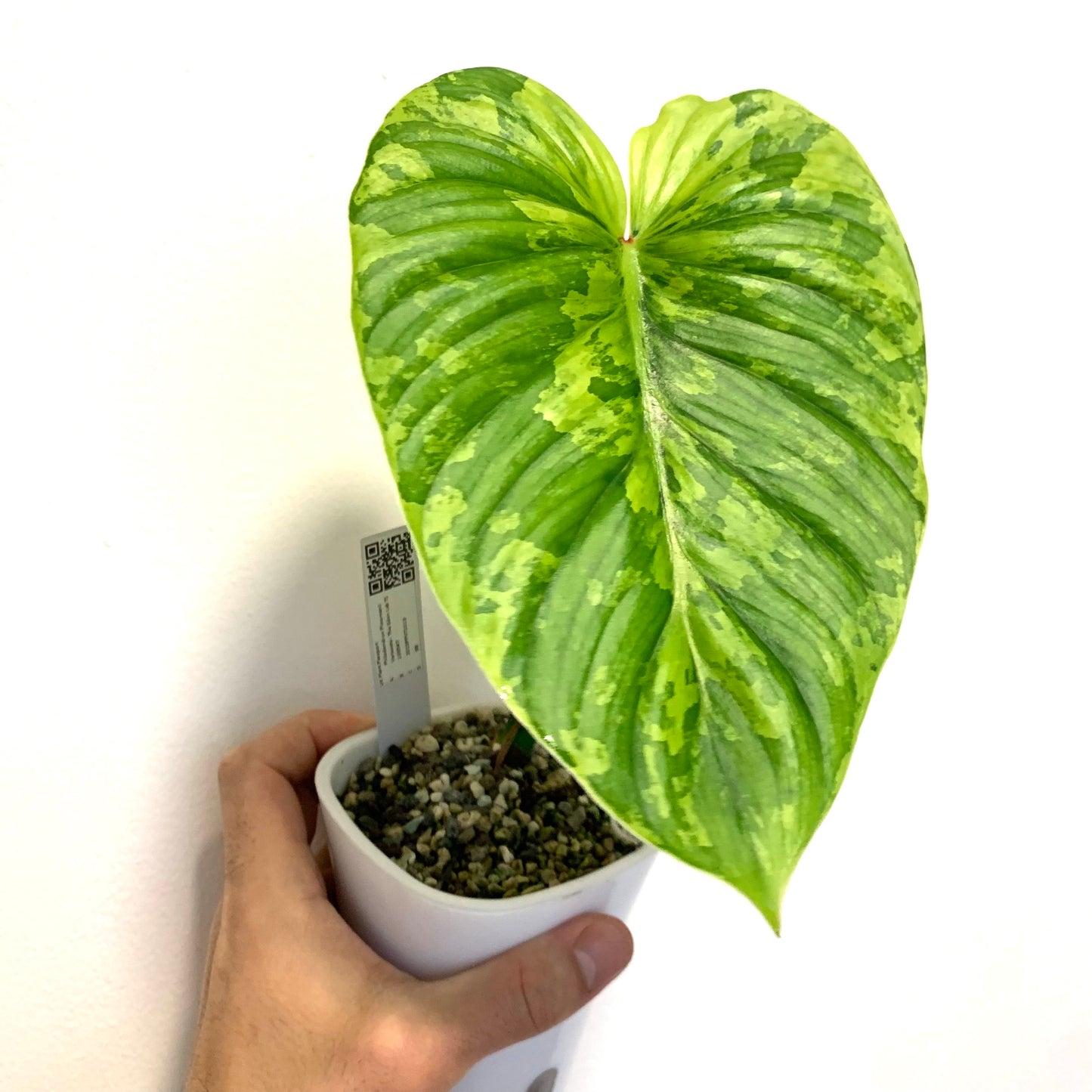 Philodendron Plowmanii Variegata (Peru)