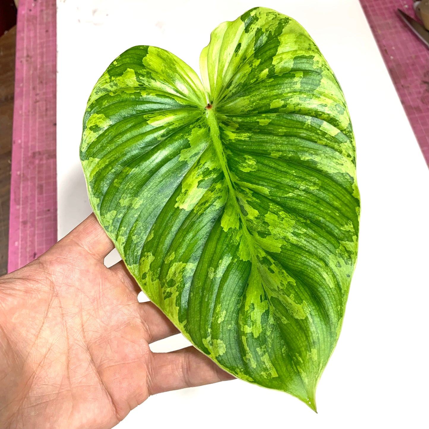 Philodendron Plowmanii Variegata (Peru)