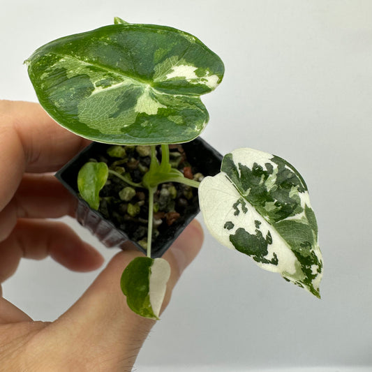 Alocasia Frydek Variegata