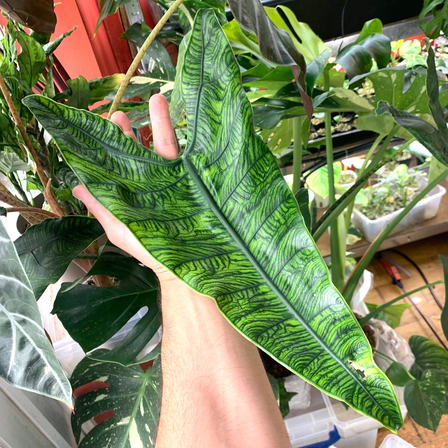 Alocasia Zebrina Reticulata